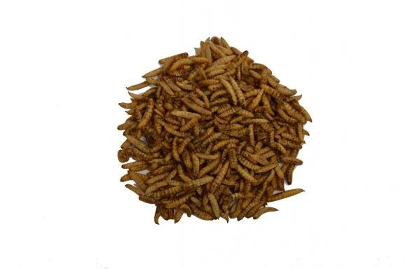 Black soldier fly larven (BSF) — 10kg